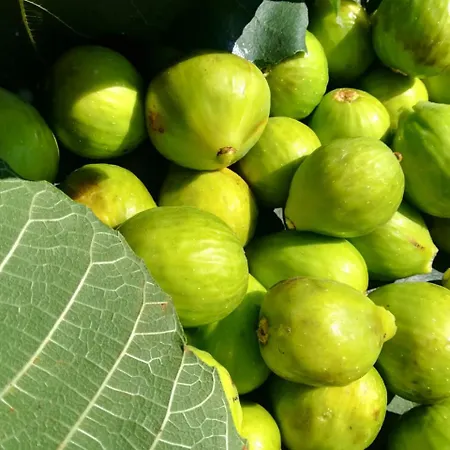 Il Cerro Zagarese * Fuscaldo