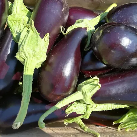 Il Cerro Zagarese Apartment