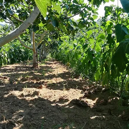 Apartment Il Cerro Zagarese *