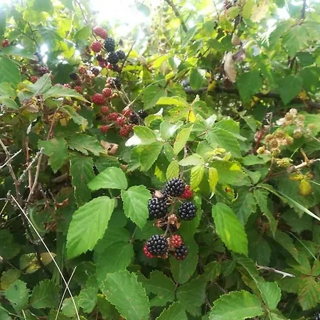 아파트 Il Cerro Zagarese 푸스칼도